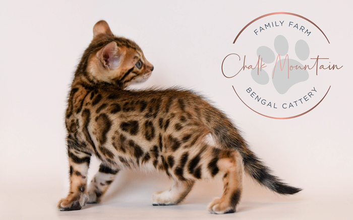 Bengal kitten for sale